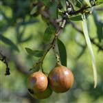 Sandalwood Premium Australian Essential Oil