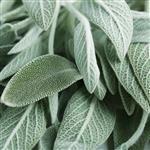 Sage Dalmatian Essential Oil