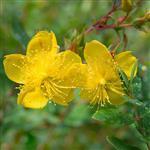 St John's Wort Essential Oil