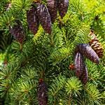 Spruce Black Essential Oil