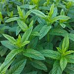 Spearmint Essential Oil