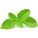 Spearmint - Essential Oils