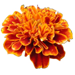 Tagetes - Essential Oils