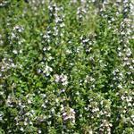 Thyme White Essential Oil
