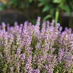 Thyme Red Essential Oil