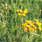 Tansy Blue Essential Oil