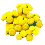 Tansy - Blue - Essential Oils