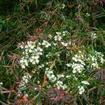 Tea Tree Lemon Scented Essential Oil