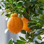 Tangerine Essential Oil