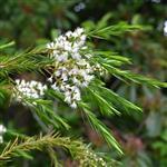 Tea Tree Australian - Essential Oils