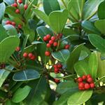 Wintergreen Essential Oil