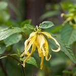 Ylang Ylang 1st Essential Oil