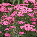 Yarrow Chamazulene (Blue) Essential Oil