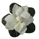 Gardenia - Fragrant Oils