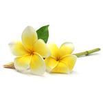 Frangipani - Fragrant Oils