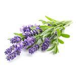 Lavender - Fragrant Oils