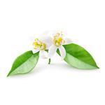 Neroli - Fragrant Oils