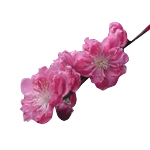 Peach Blossom - Fragrant Oils