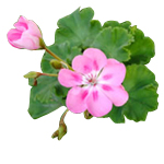 Rose Geranium - Fragrant Oils