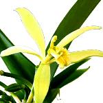 Tahitian Vanilla Fragrance - Fragrant Oils