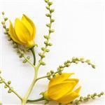 Ylang Ylang - Fragrant Oils