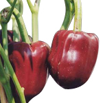 Paprika Oleoresin