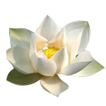 Lotus White Absolute 3% in Jojoba Oil - Precious Oil Dilutions