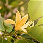 Champaka Red Absolute 3% in Jojoba Oil - Precious Oil Dilutions