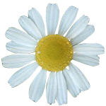 Chamomile Roman 3% in Jojoba Oil - Precious Oil Dilutions