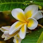 Frangipani Absolute 3% in Jojoba Oil - Precious Oil Dilutions