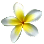 Frangipani Absolute 3% in Jojoba Oil - Precious Oil Dilutions