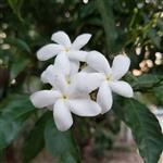 Jasmine Grandiflorum Absolute 3% in Jojoba Oil - Precious Oil Dilutions