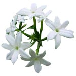 Jasmine Grandiflorum Absolute 3% in Jojoba Oil - Precious Oil Dilutions