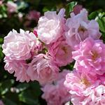 Rose Otto 3% in Jojoba Oil - Precious Oil Dilutions