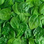 Spinach Leaf Absolute 3% in Jojoba Oil - Precious Oil Dilutions