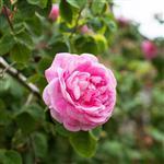Rose Bulgarian Absolute 3% in Jojoba Oil - Precious Oil Dilutions