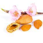Almond Sweet Virgin Oil