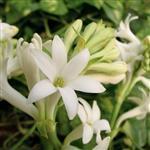 Tuberose Absolute 3% in Jojoba Oil - Precious Oil Dilutions