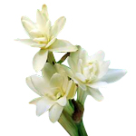 Tuberose Absolute 3% in Jojoba Oil - Precious Oil Dilutions