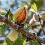 Almond Sweet Refined Oil