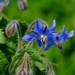 Borage Refined Oil