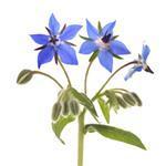 Borage Refined Oil - Vegetable, Carrier, Emollients & other Oils