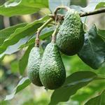 Avocado Virgin Oil