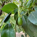 Avocado Refined Oil