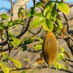 Baobab Oil