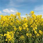 Canola Refined Oil