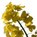 Canola Refined Oil - Vegetable, Carrier, Emollients & other Oils