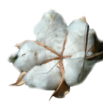 Cottonseed Refined - Vegetable, Carrier, Emollients & other Oils