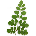 Moringa (Drumstick) - Vegetable, Carrier, Emollients & other Oils