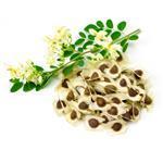 Moringa (Drumstick) Oil
